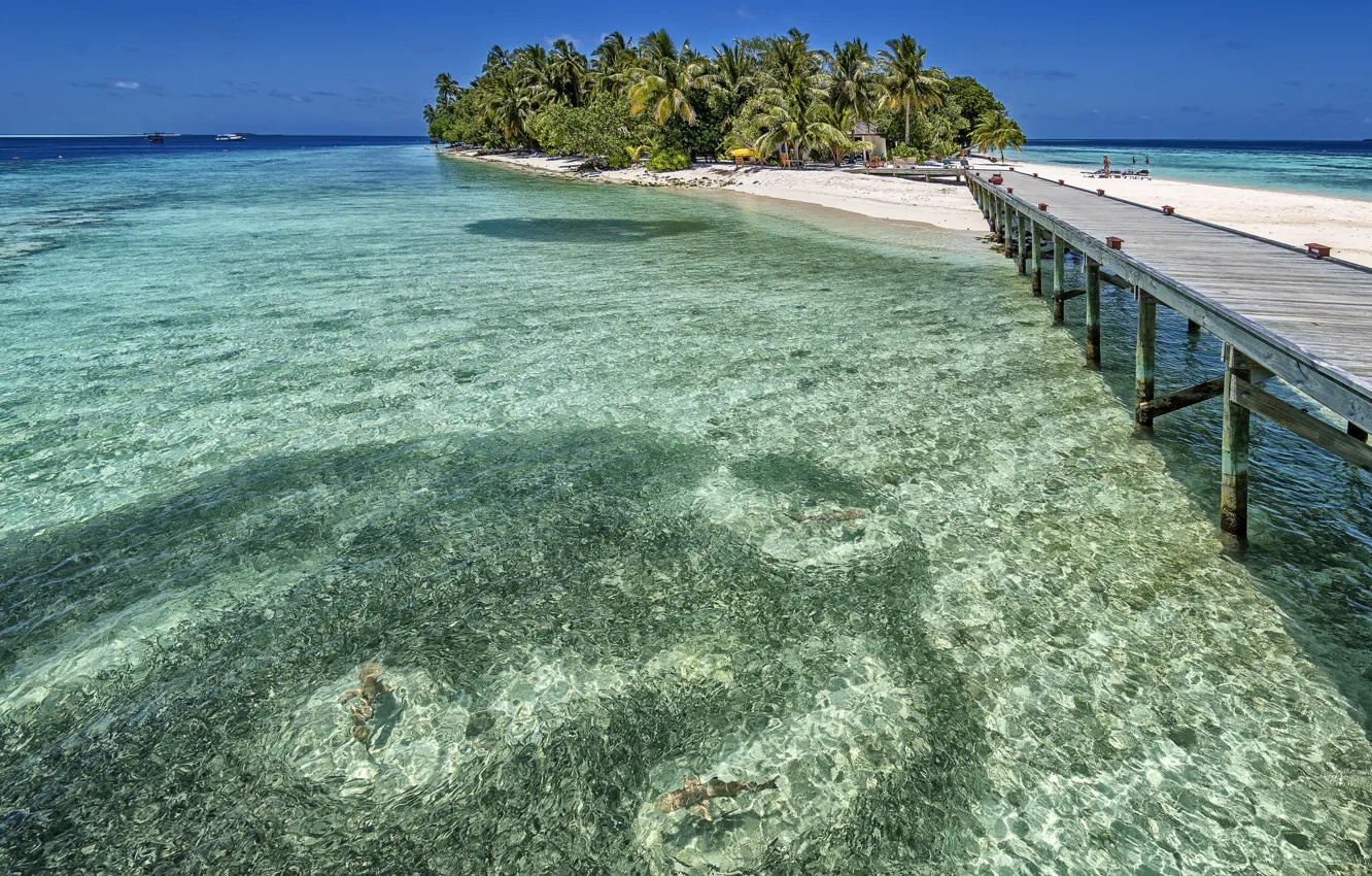 Фото обои лето, пальмы, океан, остров, Мальдивы, курорт