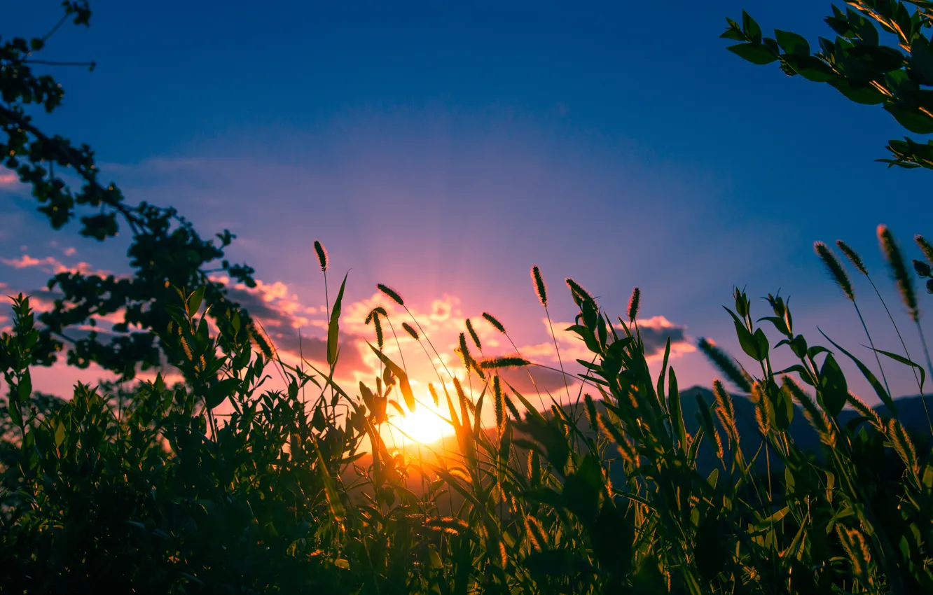 Фото обои Закат, Природа, Трава, Nature, Grass, Sunset