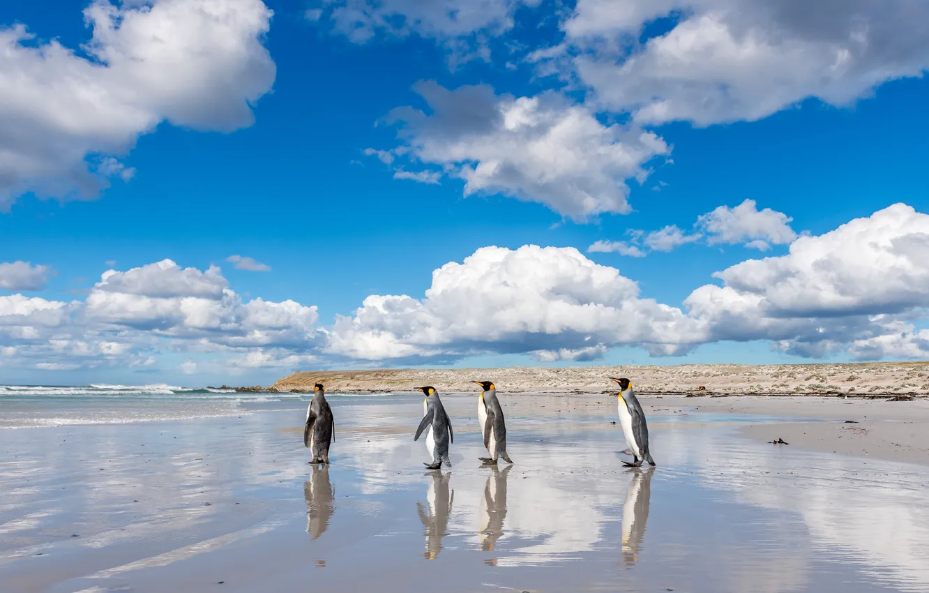 Фото обои море, пляж, облака, синева, фон, берег, пингвины, прогулка