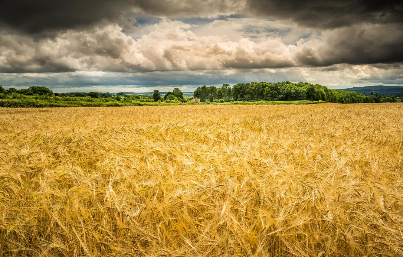 Фото обои поле, лето, колосья