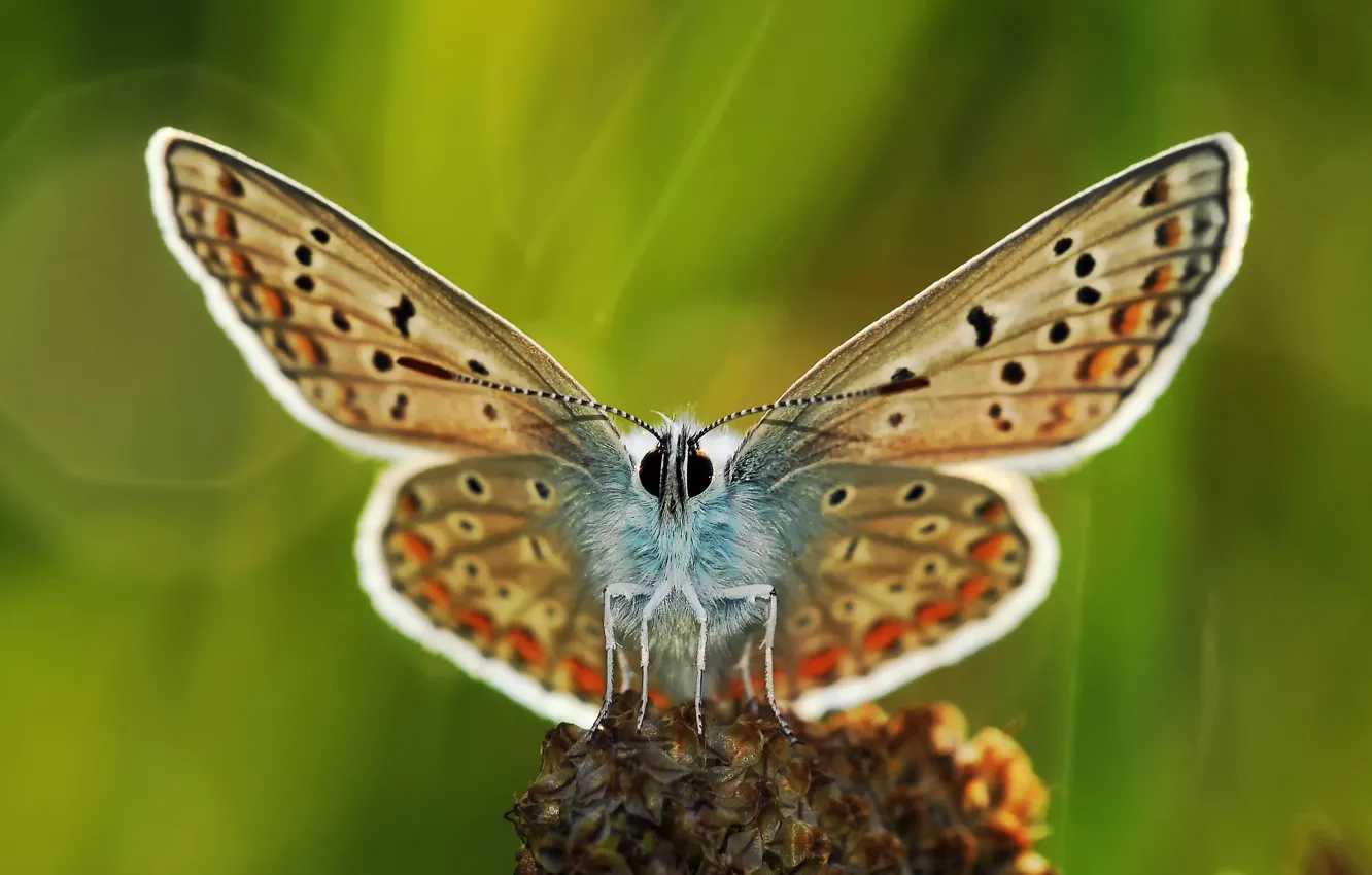 Фото обои фон, бабочка, растение, крылья, лапки, усики