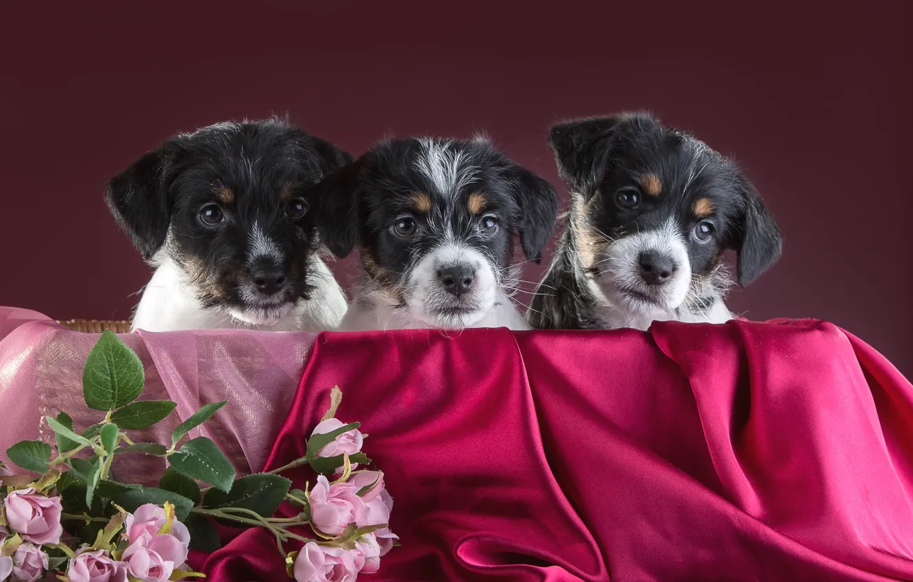 Фото обои розы, щенки, трио, джек-рассел-терьер