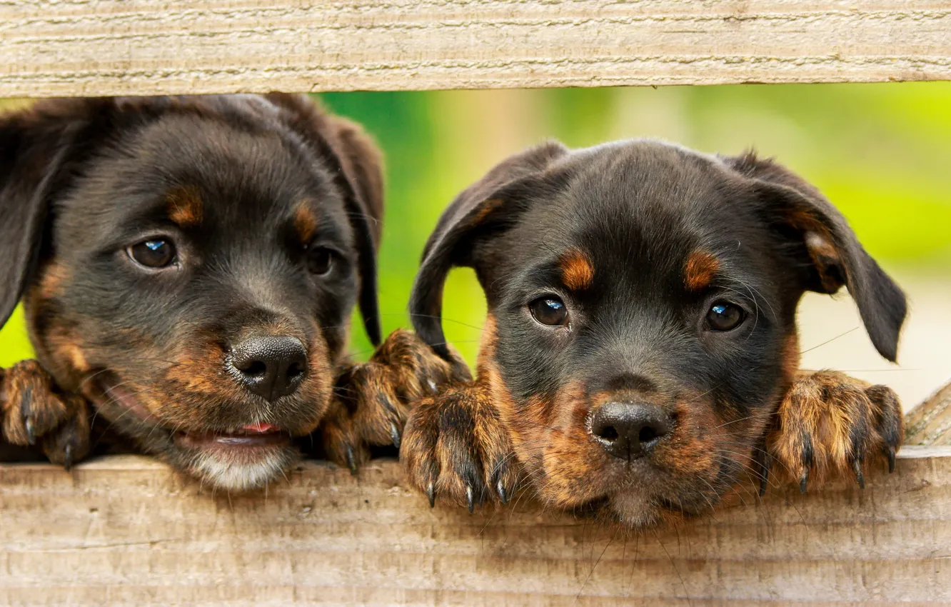 Фото обои собаки, зеленый, фон, доски, забор, лапки, щенки, щенок