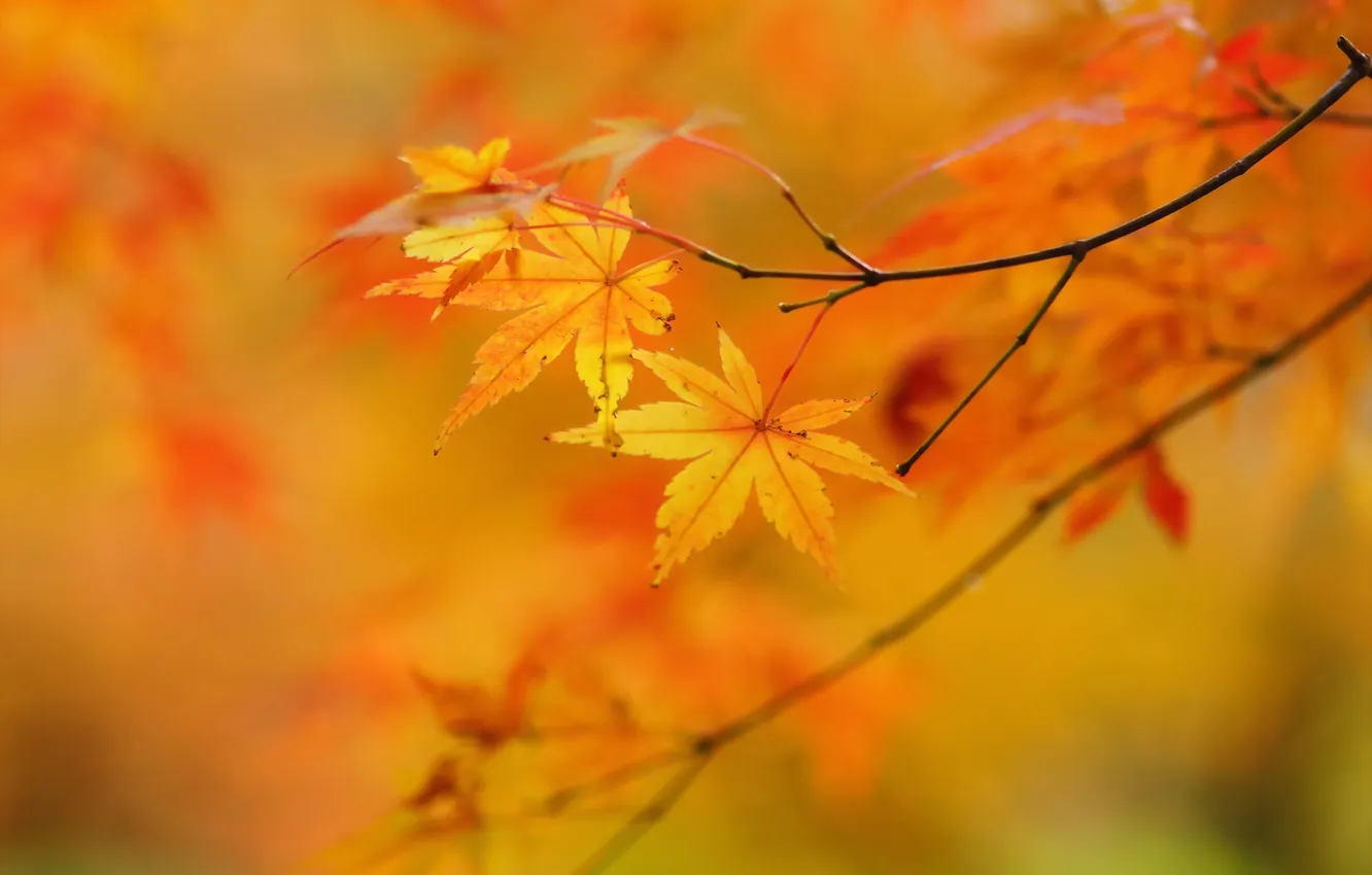 Фото обои осень, листья, дерево, желтые, клен