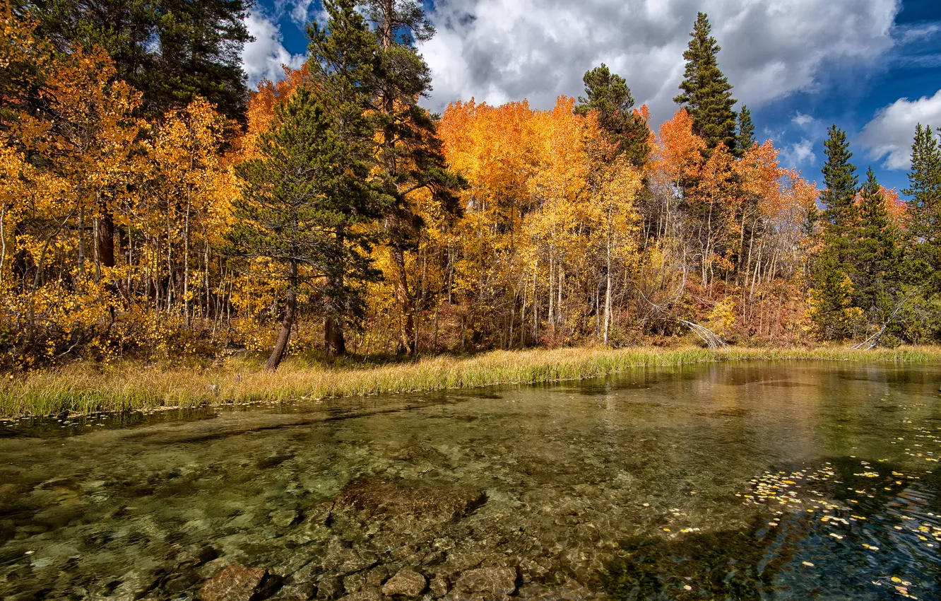 Фото обои осень, лес, деревья, озеро, дно