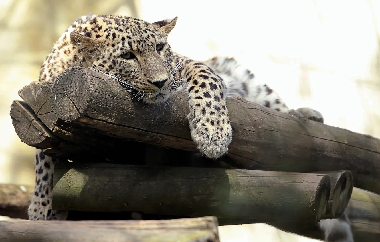 Фото обои хищник, леопард, брёвна