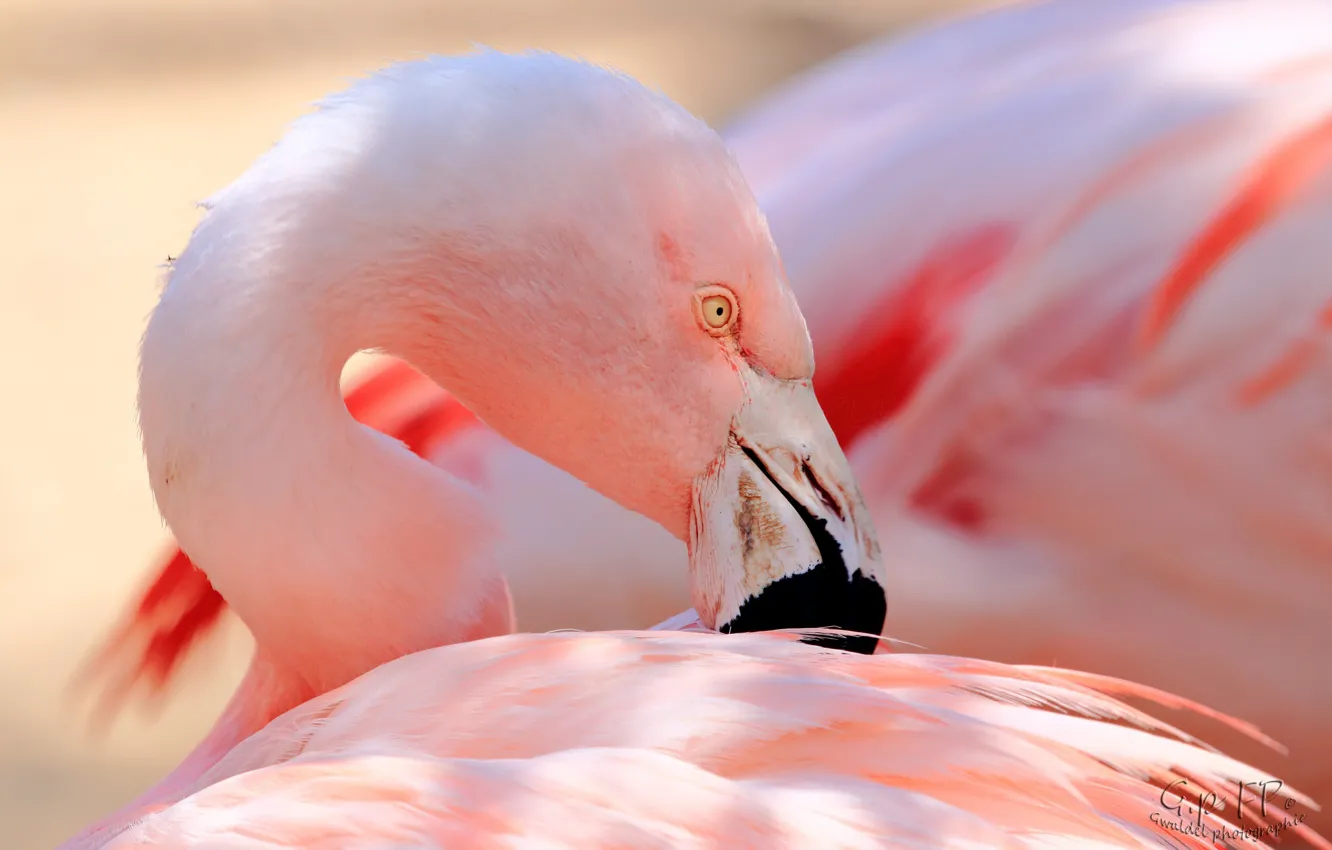 Фото обои розовый, птица, перья, клюв, фламинго