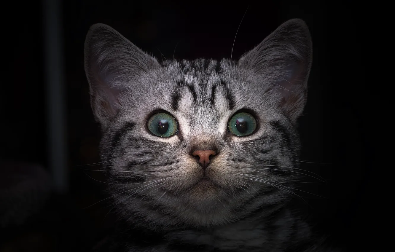 Фото обои Взгляд, Кошка, Усы, Кот, Глаза, Британская короткошёрстная, Крупным планом, Мордашка