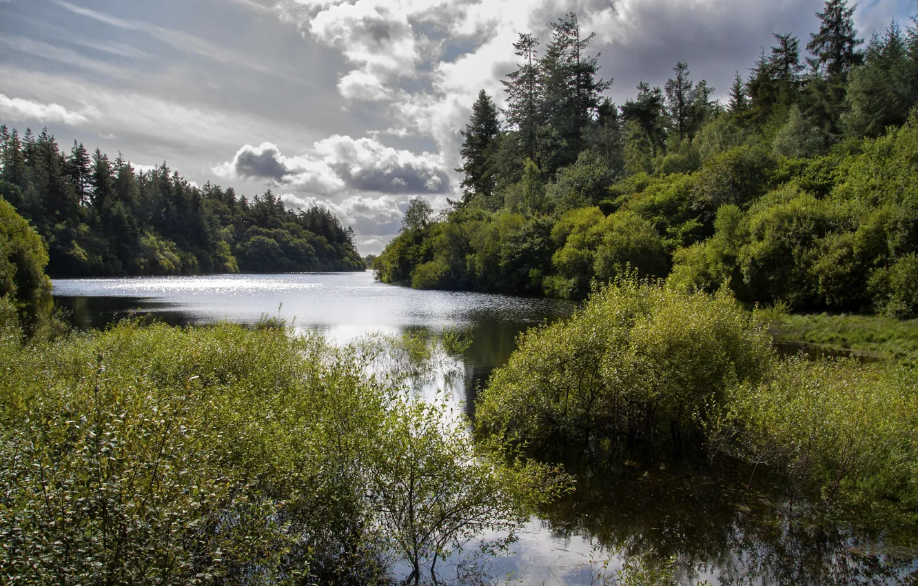 Фото обои лес, Англия, речка, Dartmoor