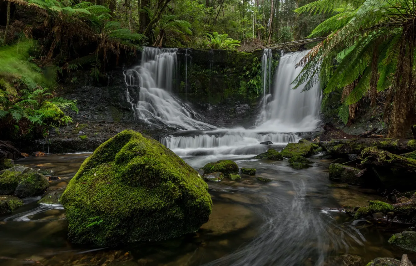 Фото обои лес, река, камни, водопад, Австралия, папоротники, каскад, Australia