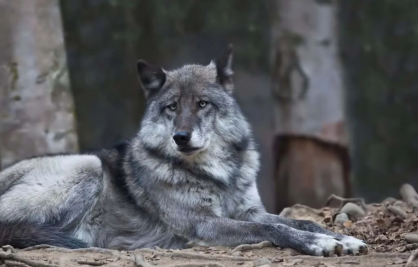 Фото обои nature, snow, predator, face, animal, wolf, wildlife, portrait