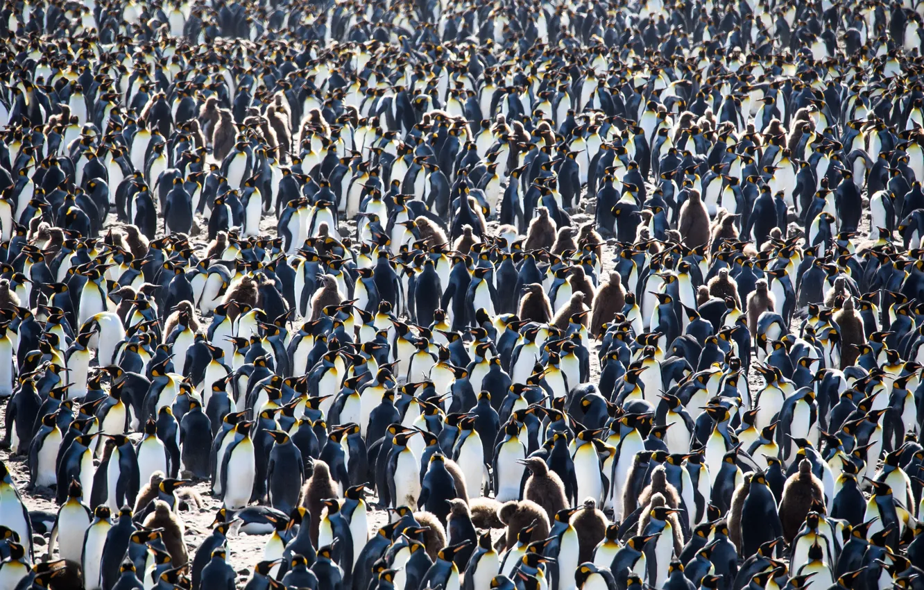 Фото обои природа, фон, пингвины, South Georgia and the South Sandwich Islands