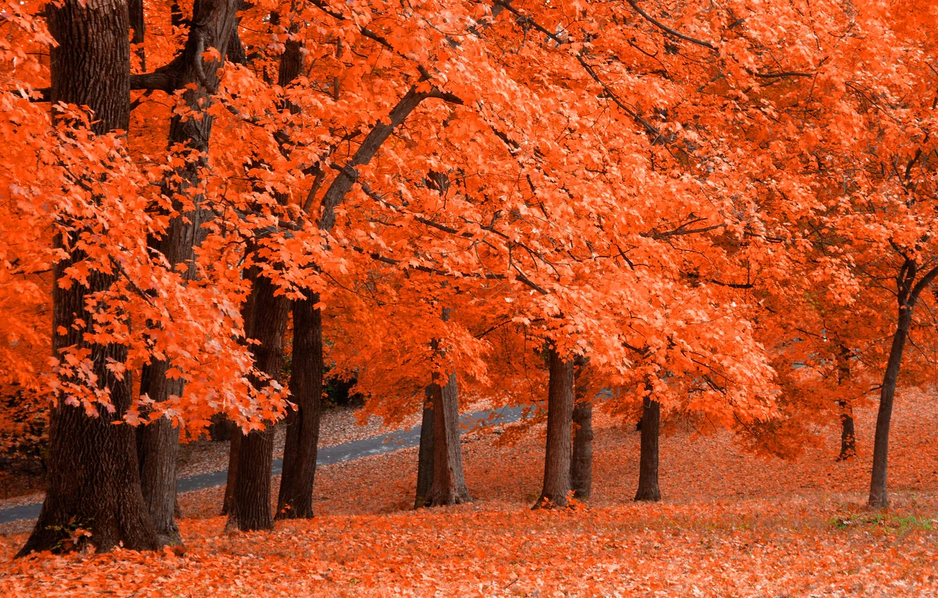 Фото обои осень, листья, парк, оранж, Fresh Squeezed
