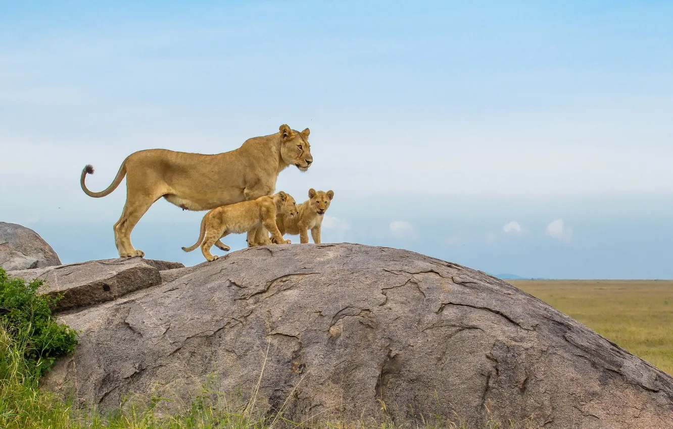 Фото обои Africa, Lions, big cats
