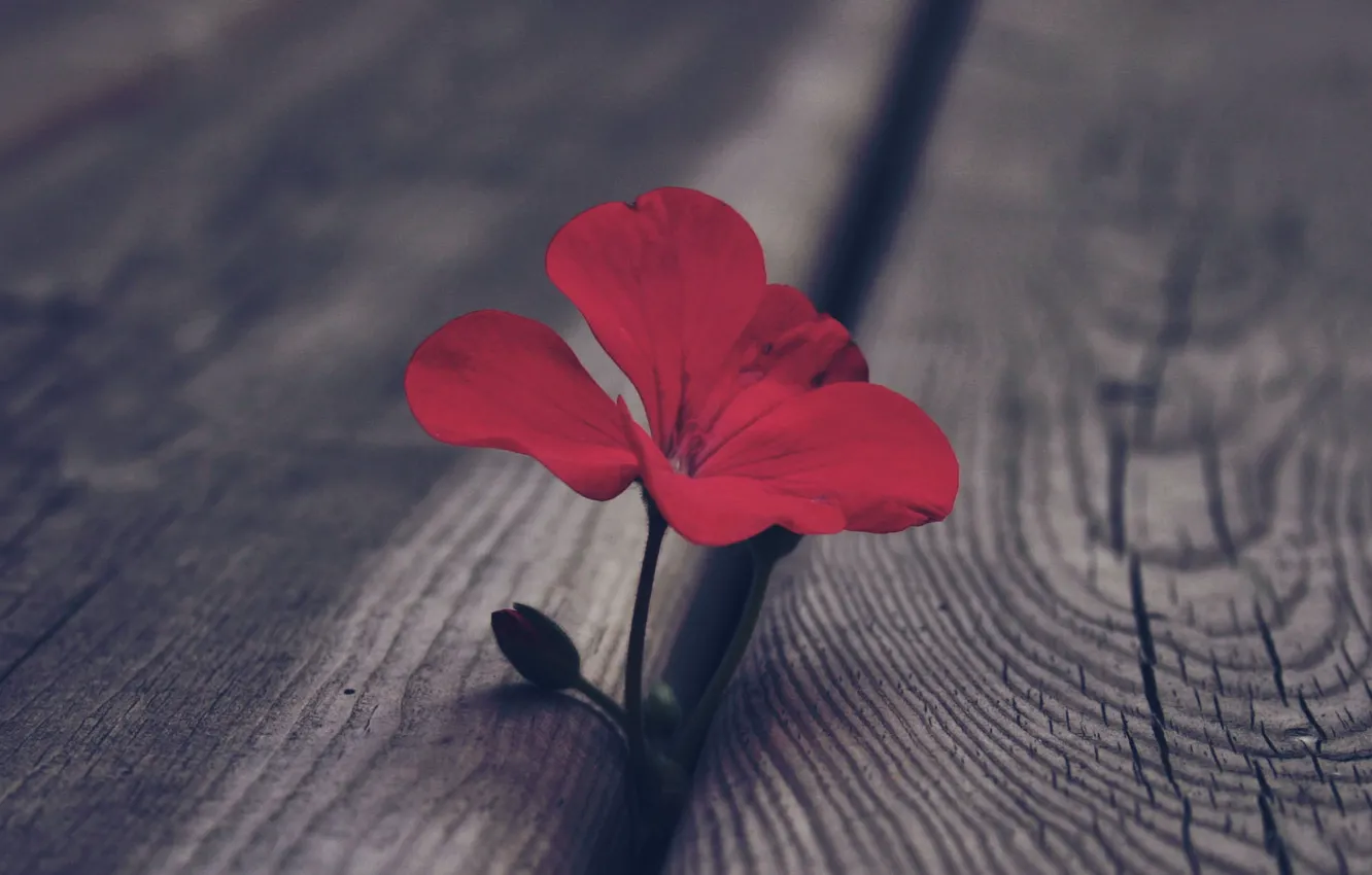 Фото обои цветок, макро, красный, доски, бутон, герань