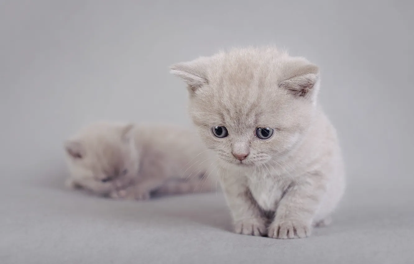 Фото обои кошка, котенок, серый, фон, малыш, котята, мордашка, фотосессия
