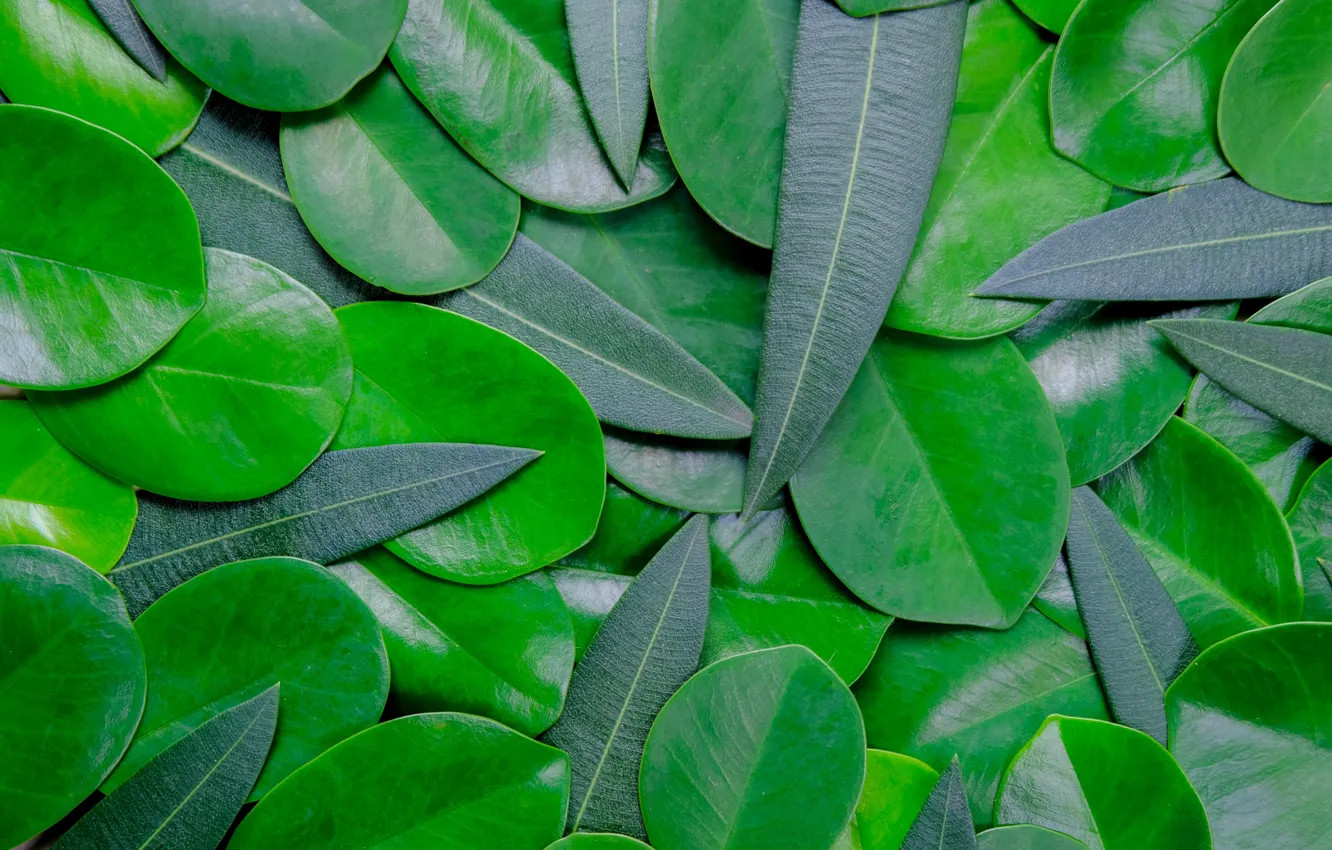 Фото обои листья, фон, green, texture, background, leaves