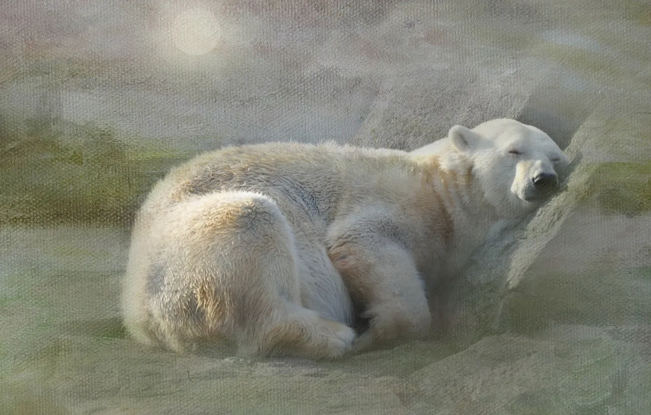 Фото обои белый, снег, отдых, сон, текстура, медведь, полярный