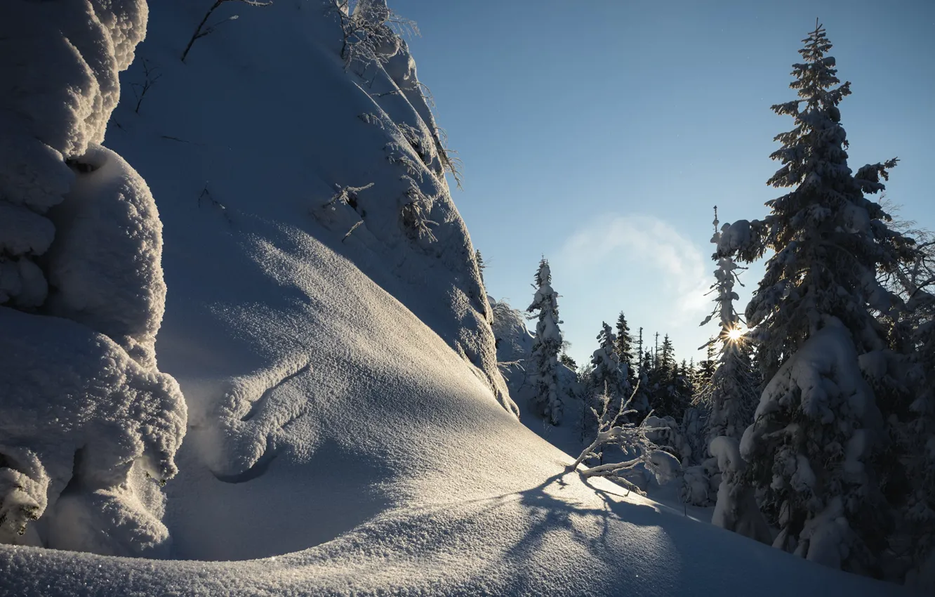 Фото обои зима, лес, солнце, свет, снег, ветки, скалы, тень