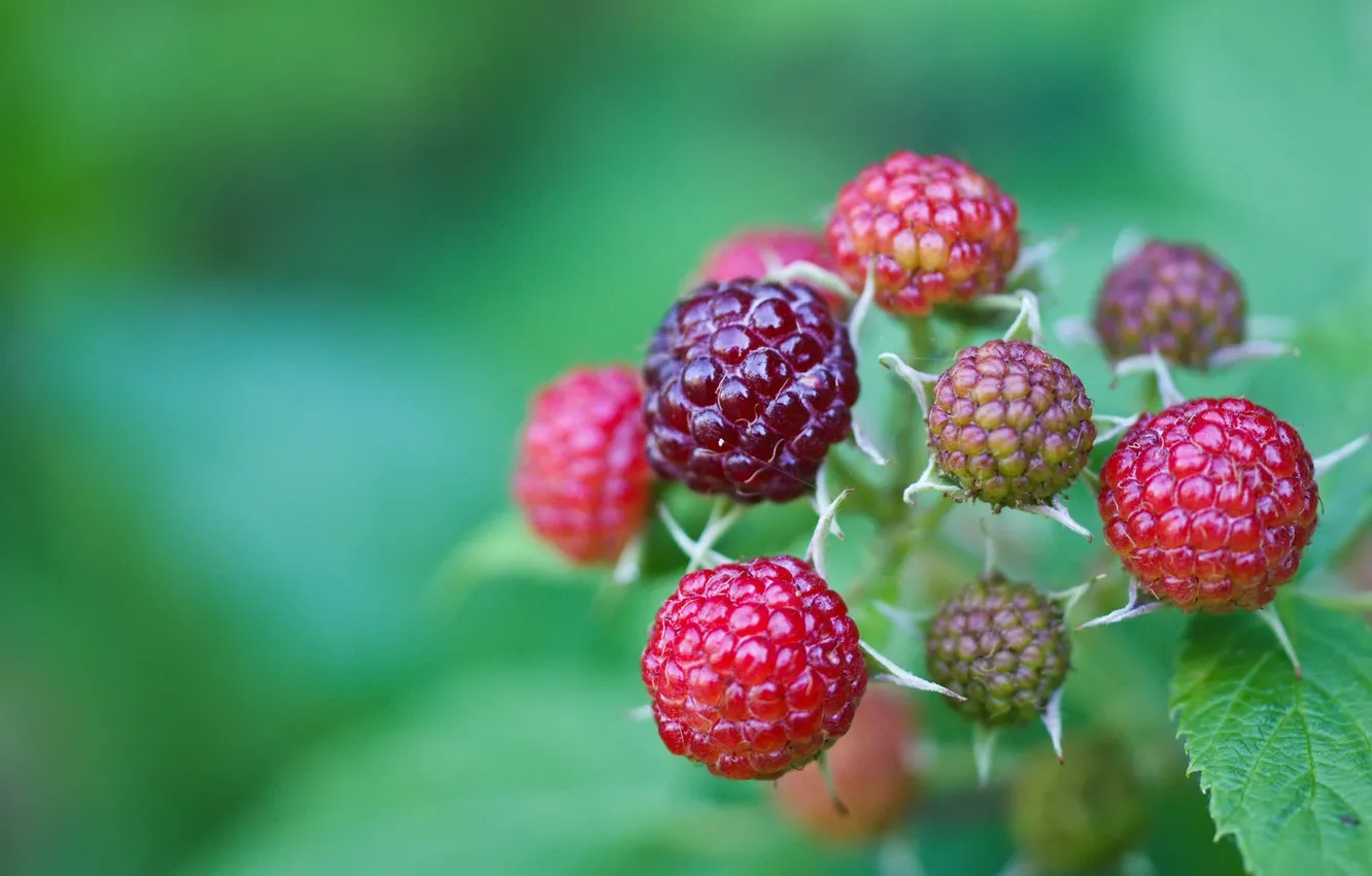 Фото обои ягода, лесная, Wild Berries