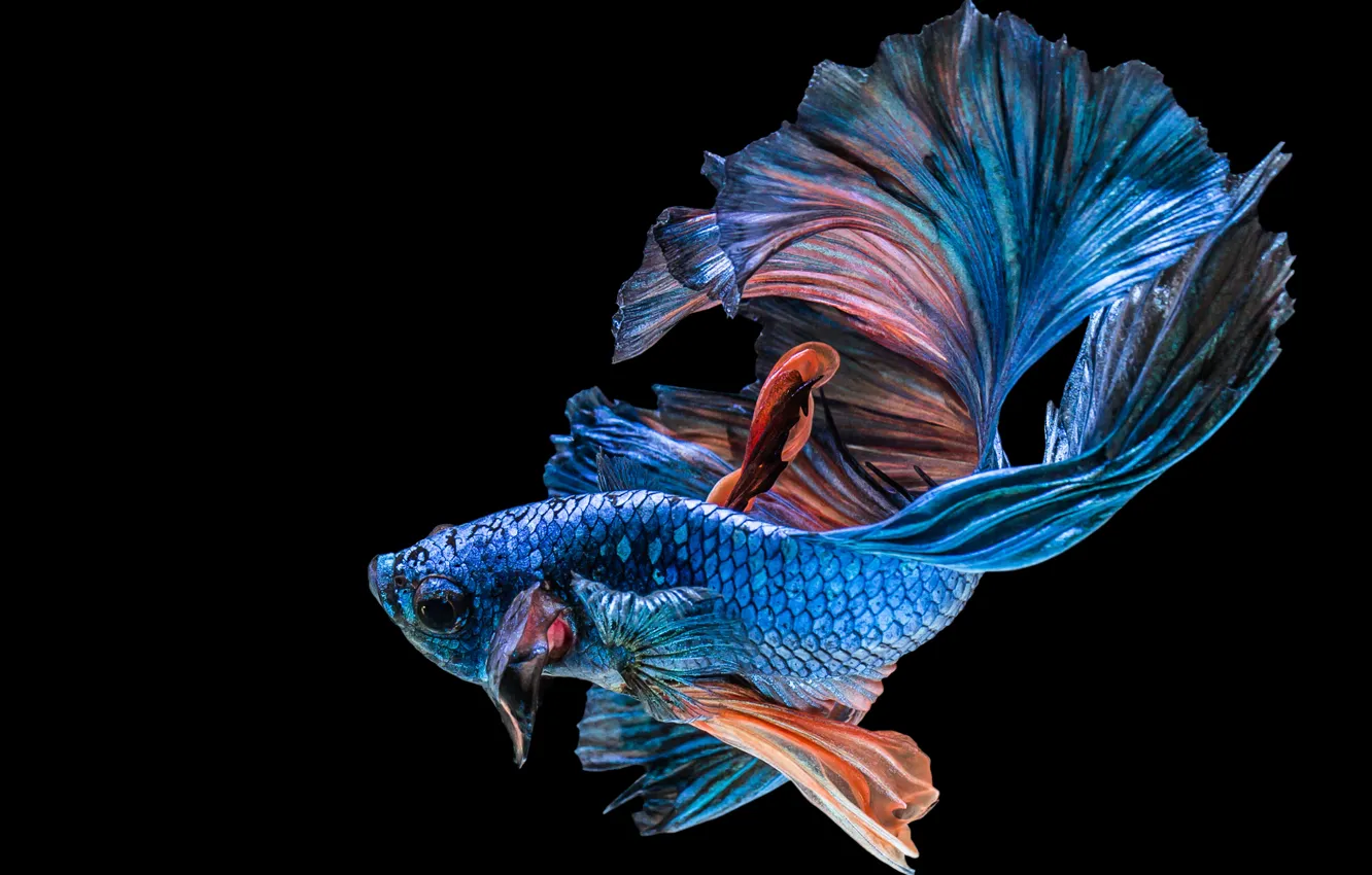 Фото обои black, blue, fish