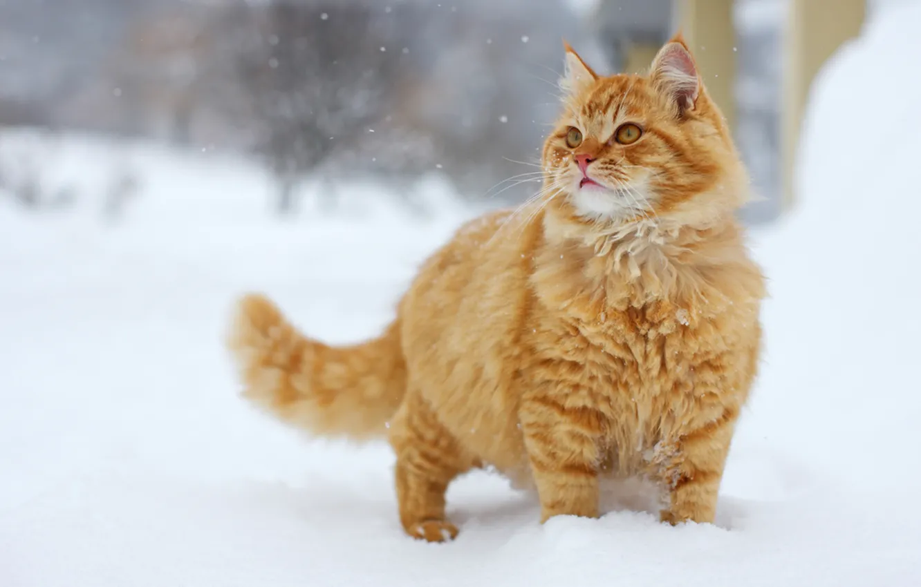 Фото обои кот, снег, рыжий