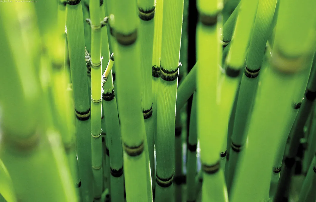 Фото обои лес, бамбук, 1920x1200, green colour