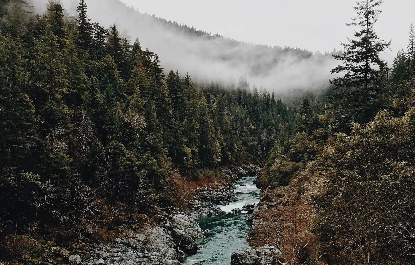 Фото обои лес, деревья, туман, ручей, камни