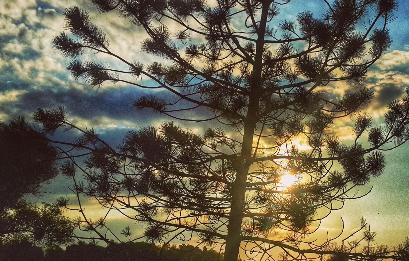 Фото обои nature, tree, sun