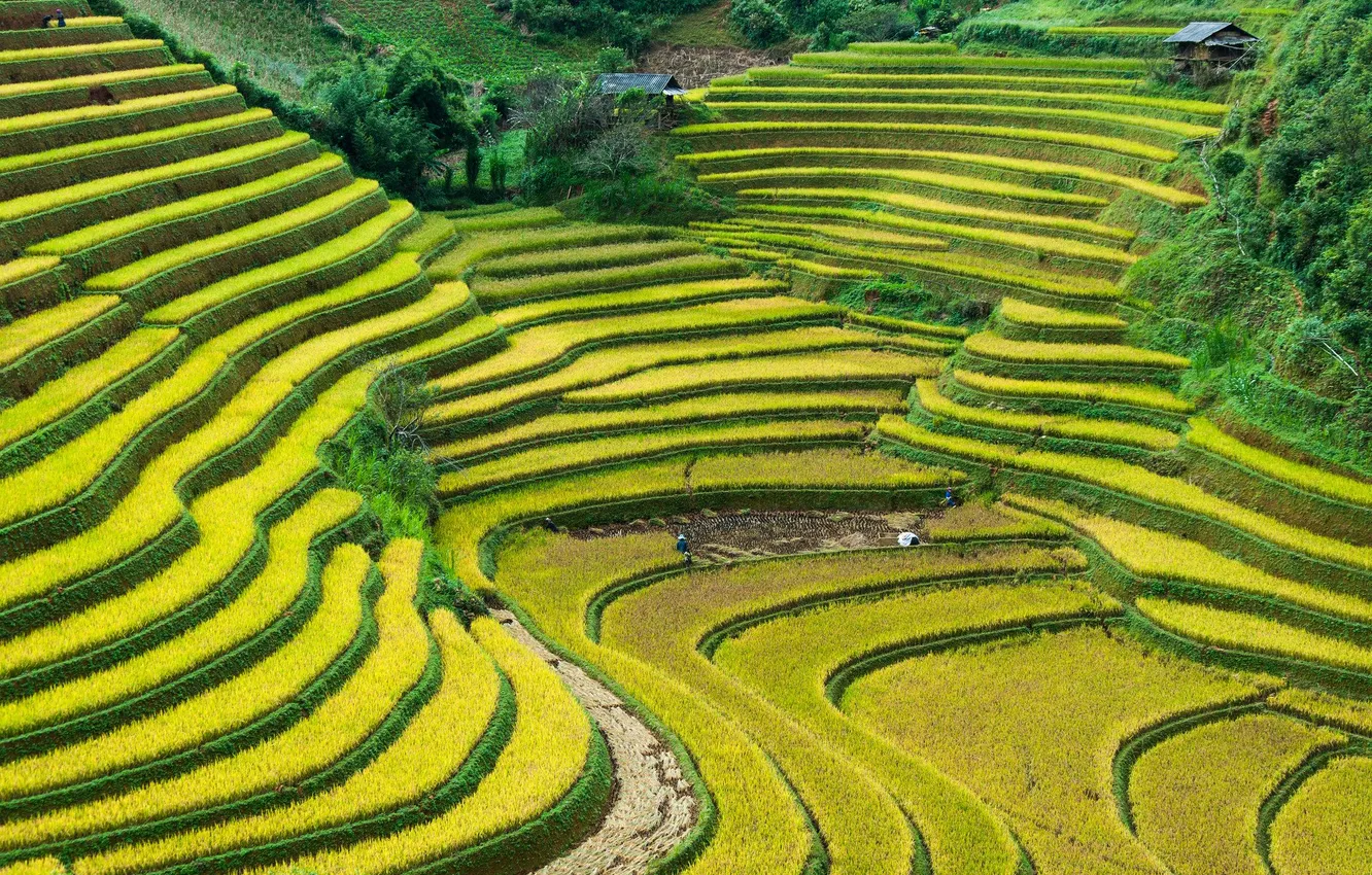Фото обои rice, plantation, cultivation methods
