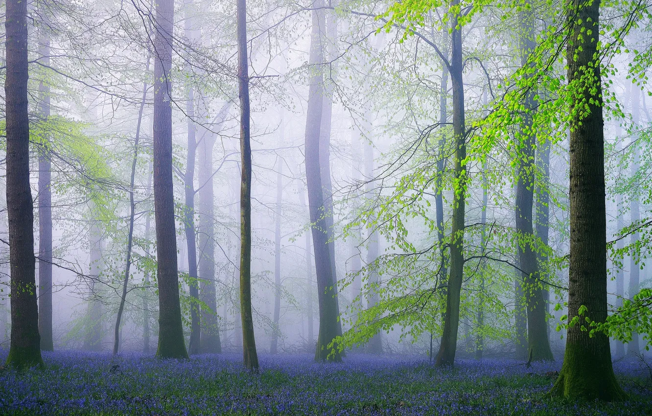 Фото обои лес, цветы, природа, Англия, весна