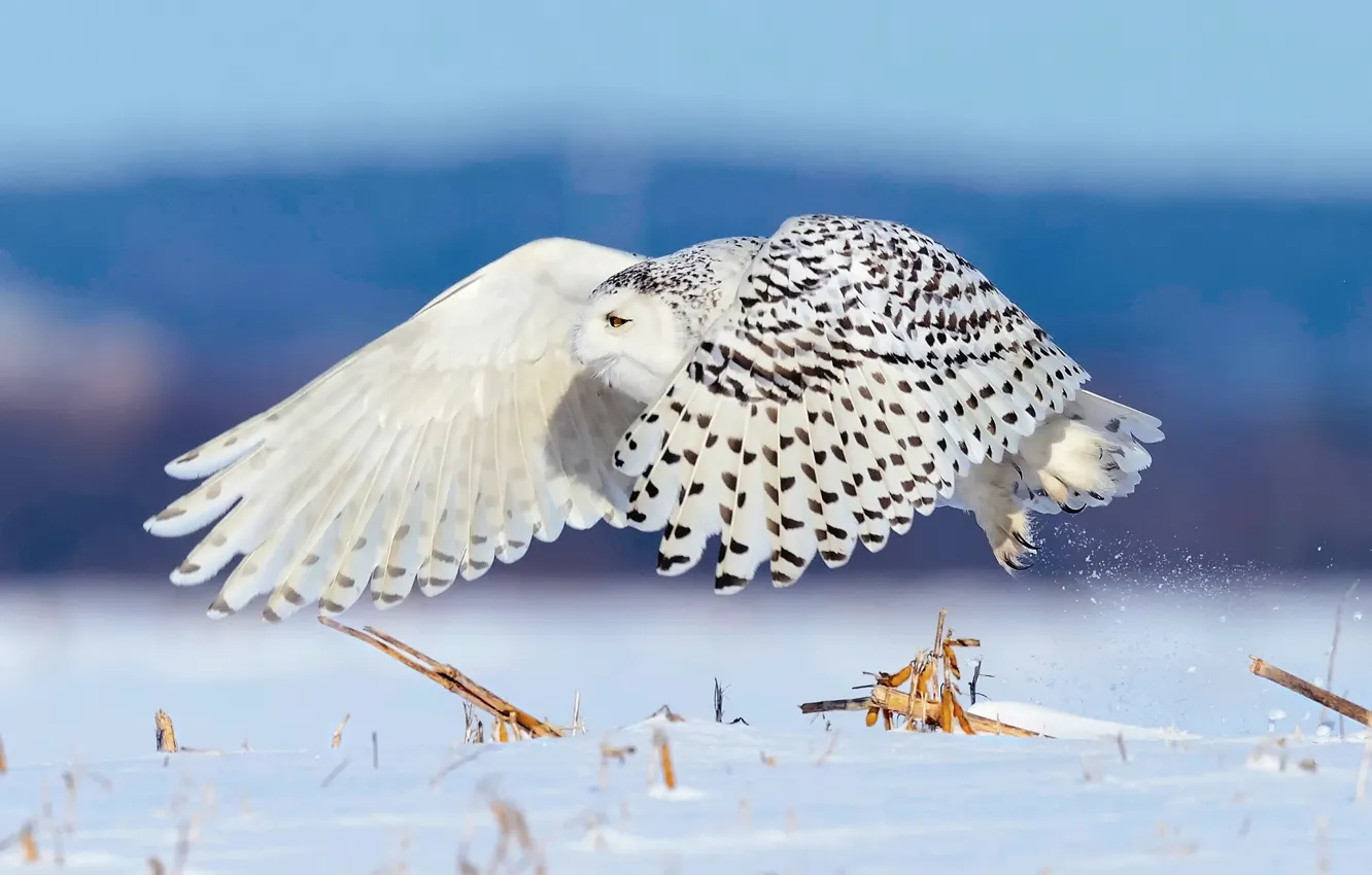 Фото обои зима, снег, птица, полёт, полярная сова