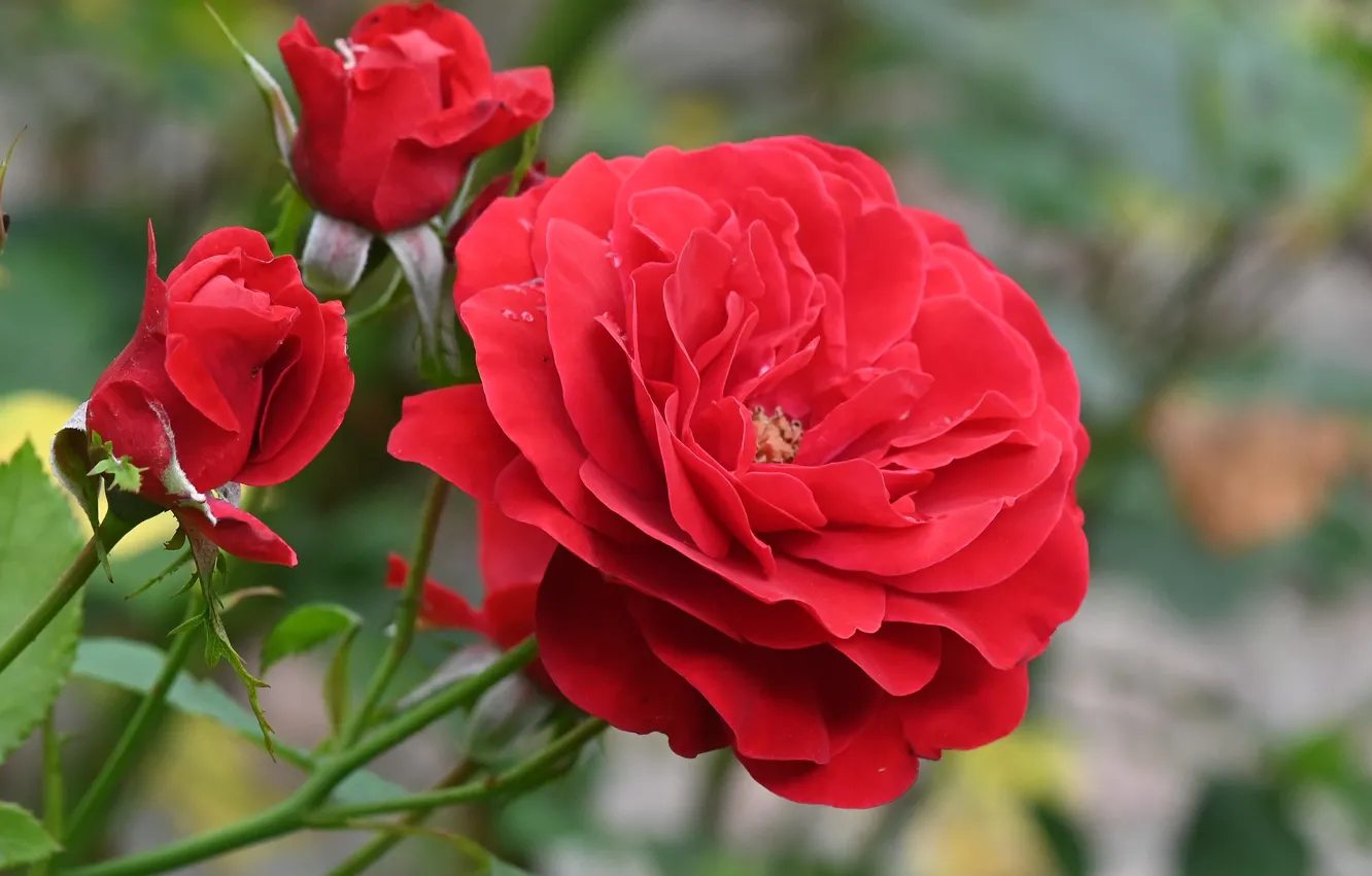 Фото обои красный, розы, бутоны