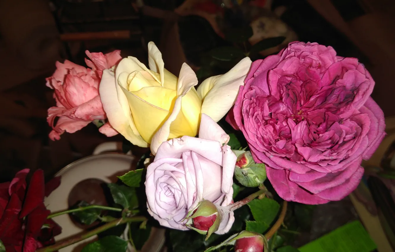 Фото обои фон, цвет, розы, mamala ©