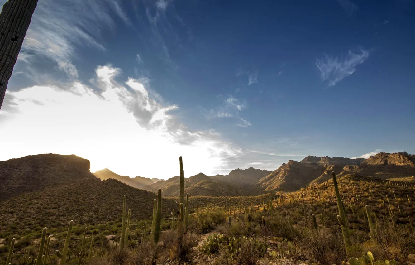 Фото обои горы, кактус, каньон, США, arizona, sabino canyon