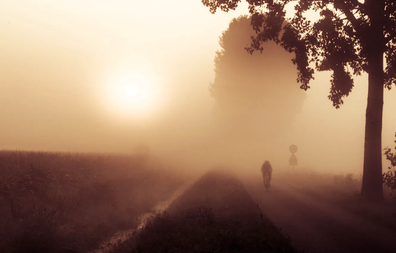 Фото обои дорога, деревья, туман, велосипедист, мгла, bike