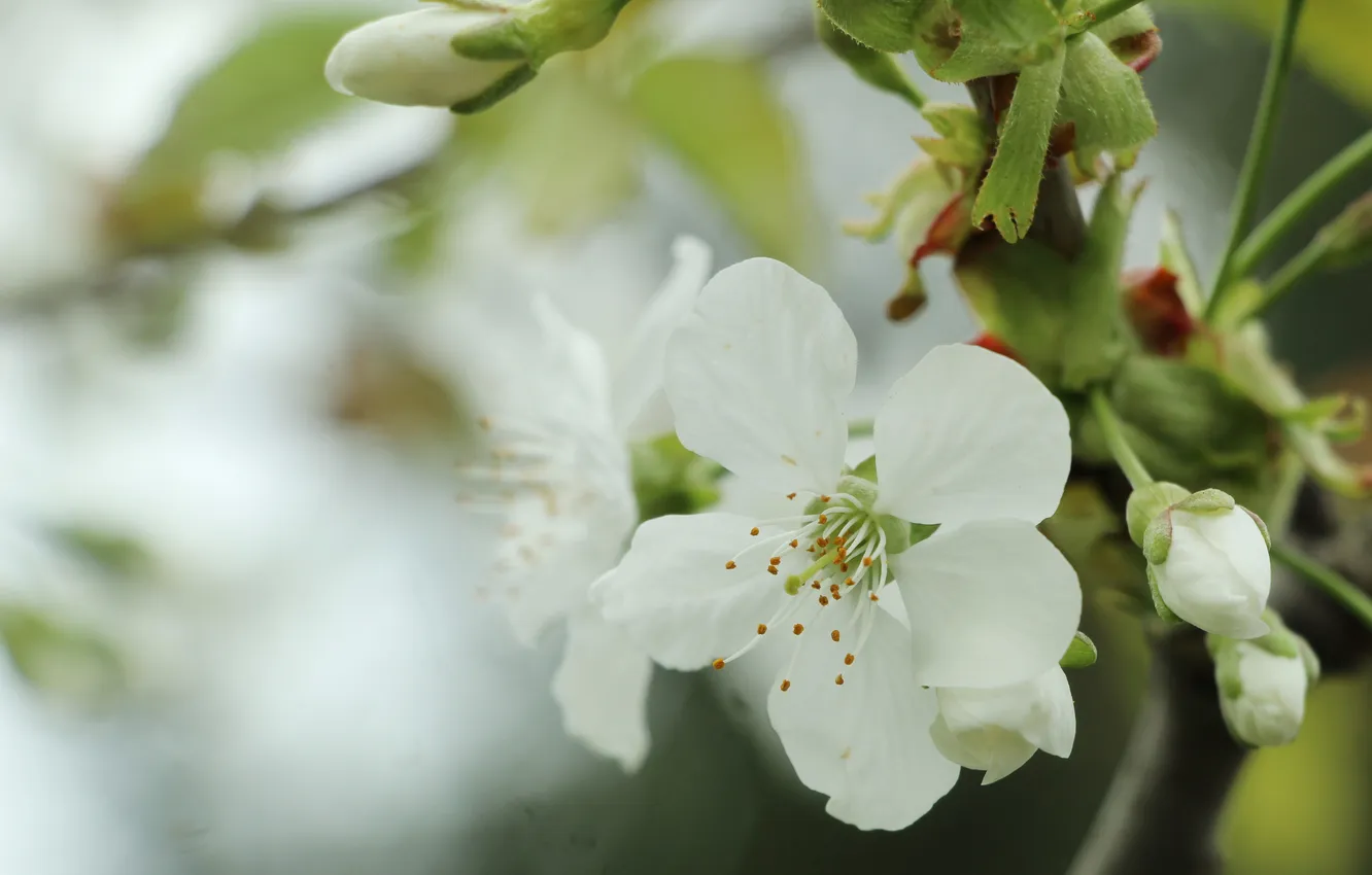 Фото обои white, flowers, twig