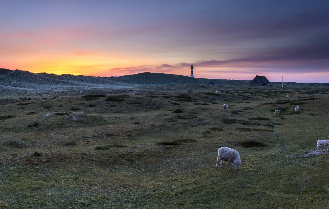 Фото обои пейзаж, закат, маяк, овцы