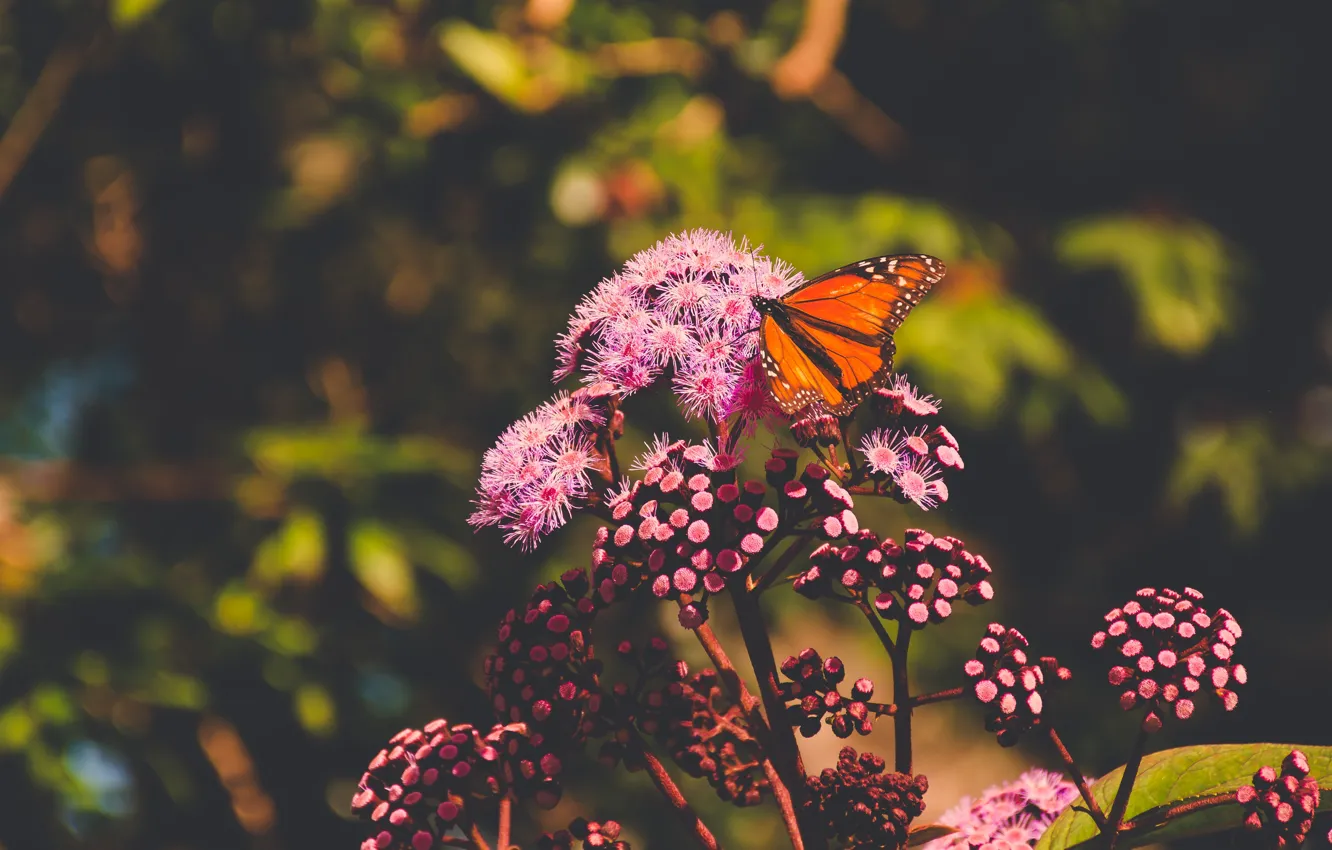 Фото обои лето, макро, цветы, природа, темный фон, бабочка, оранжевая, насекомое