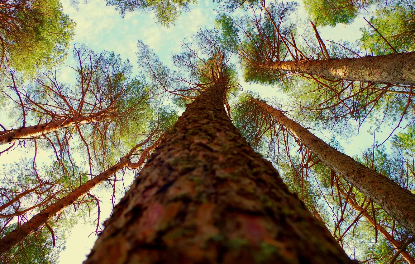 Фото обои лес, лето, небо, деревья, кора