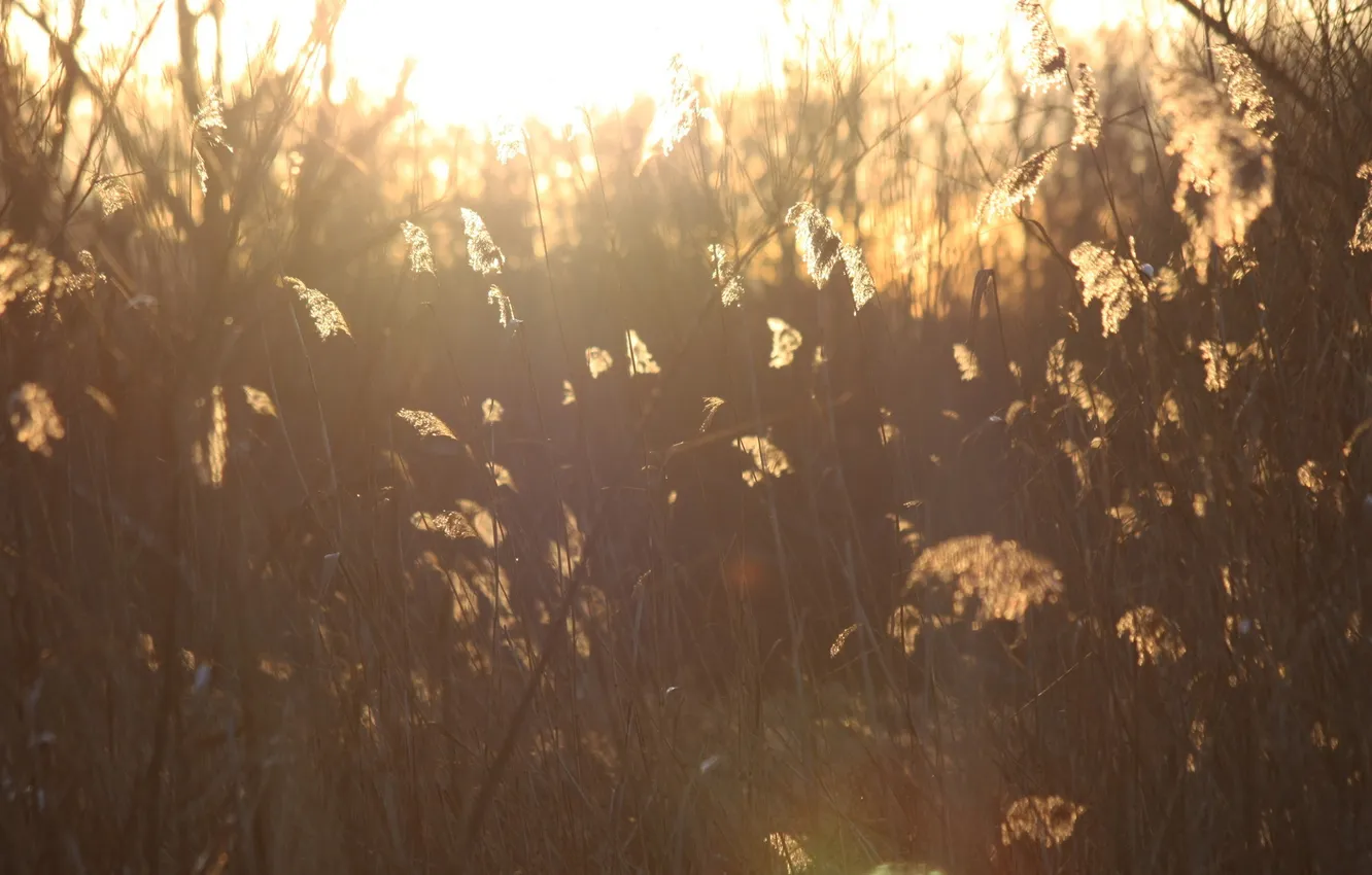 Фото обои трава, солнце, свет, природа, растения