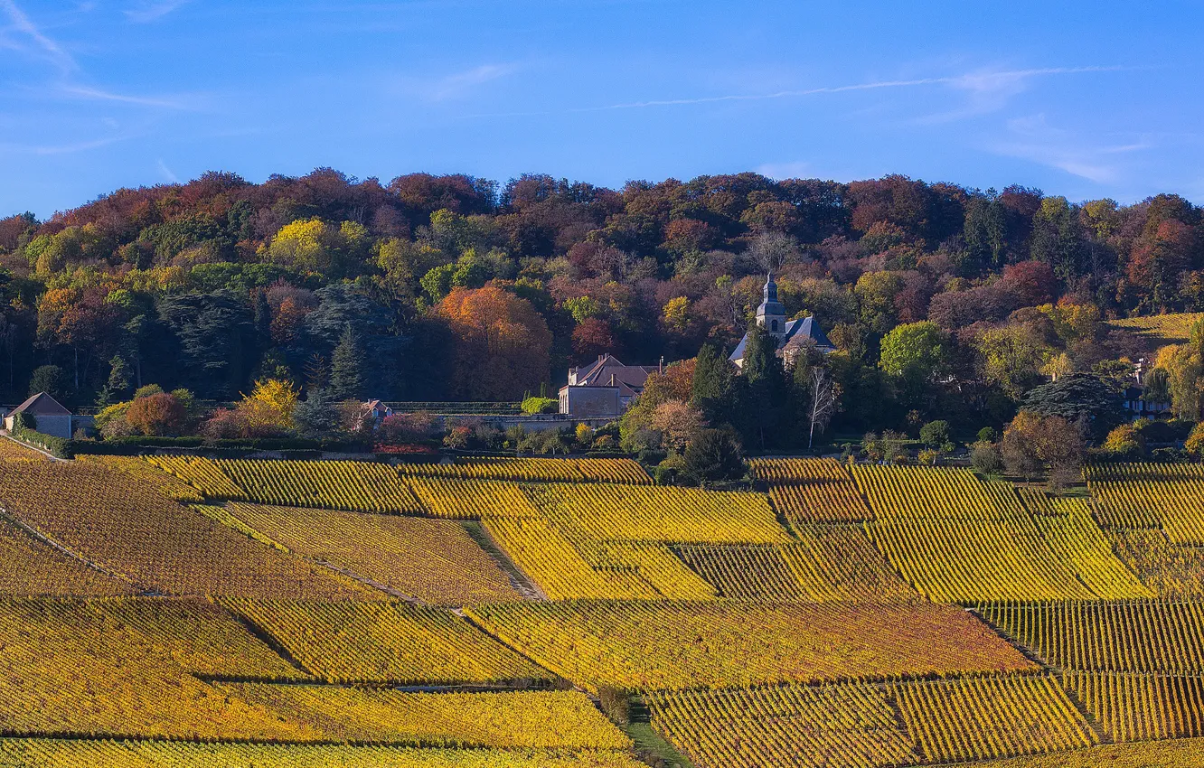 Фото обои France, church, Champagne, vineyards