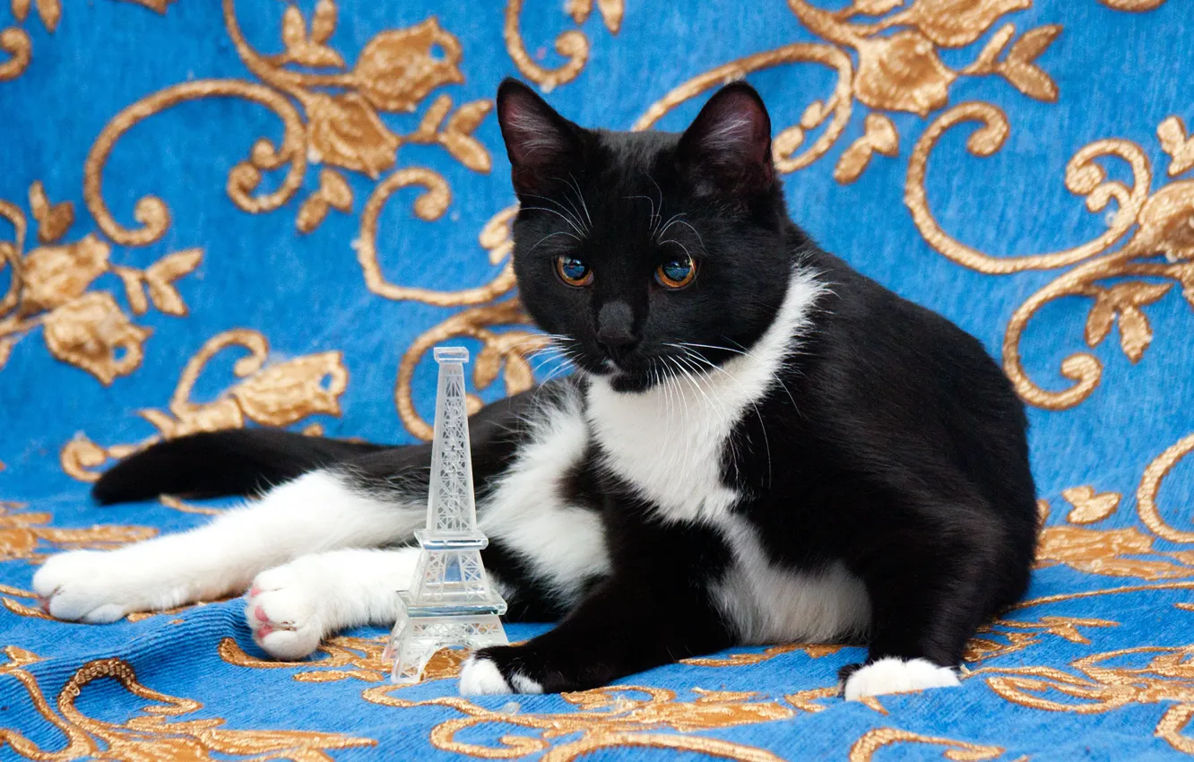 Фото обои кошка, кот, взгляд, поза, котенок, черно-белый, игрушка, лежит