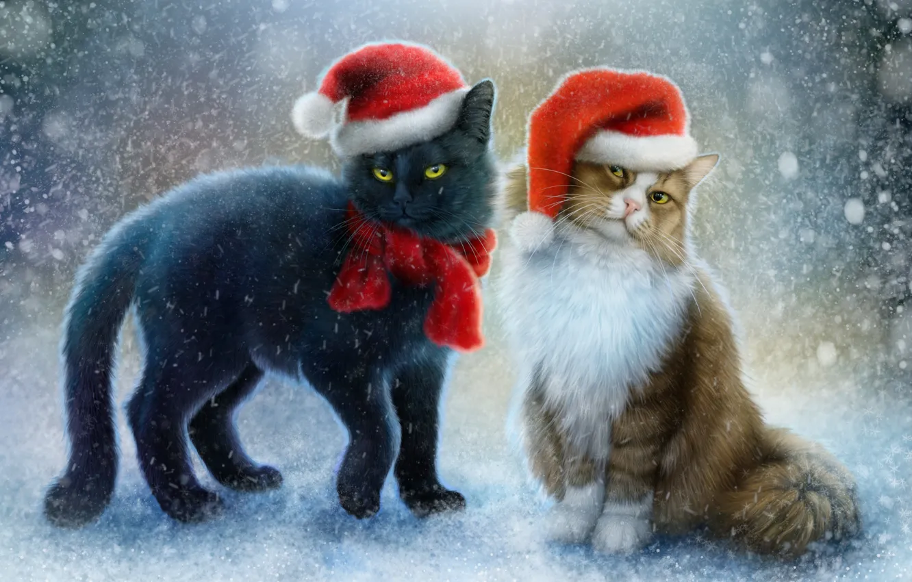 Фото обои снег, коты, шарф, шапочки
