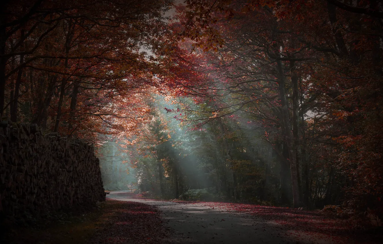 Фото обои дорога, осень, лес, лучи света