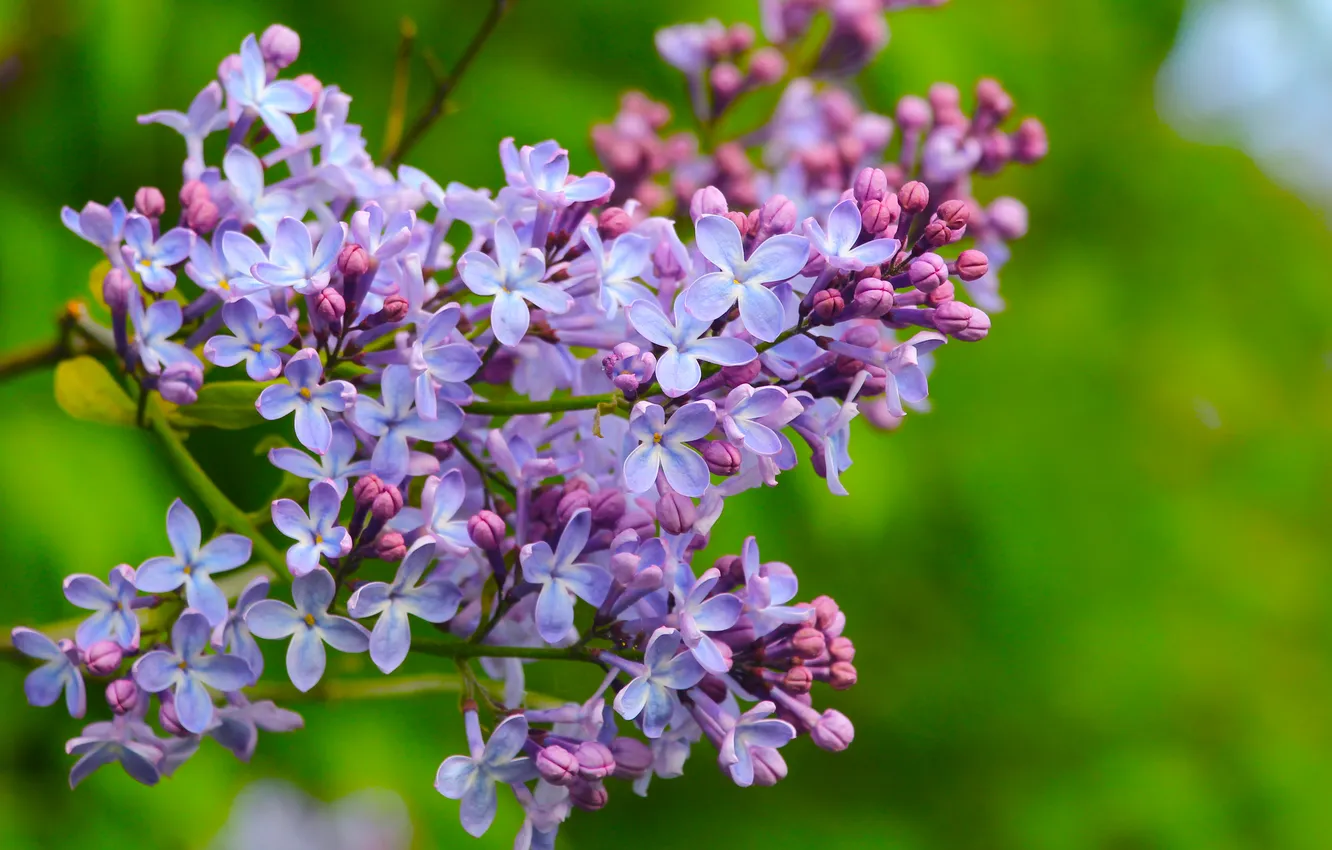 Фото обои flower, spring, lilac