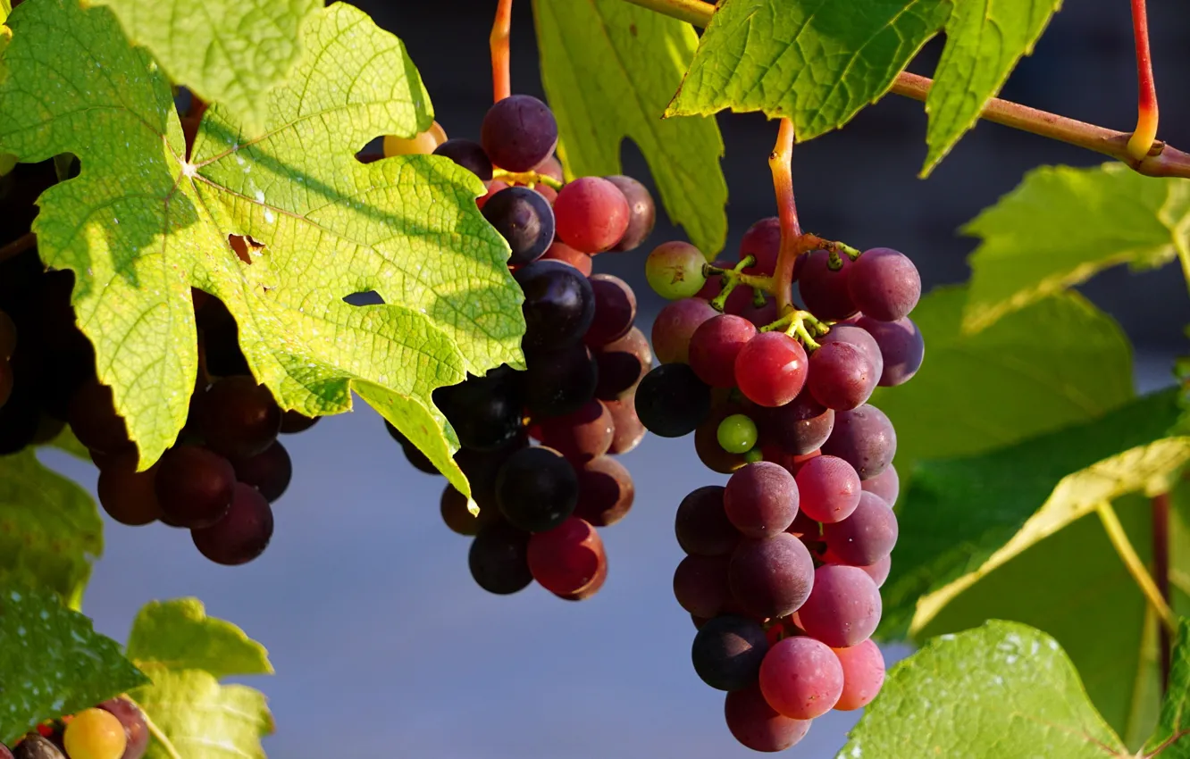 Фото обои листья, природа, виноград, виноградник, кисти, грозди винограда