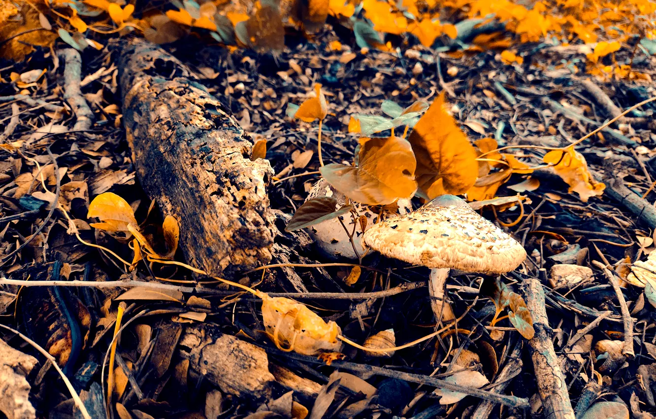 Фото обои Morning, Leaves, Plants, Woods, Mushroom, Sticks, Photogrpahy
