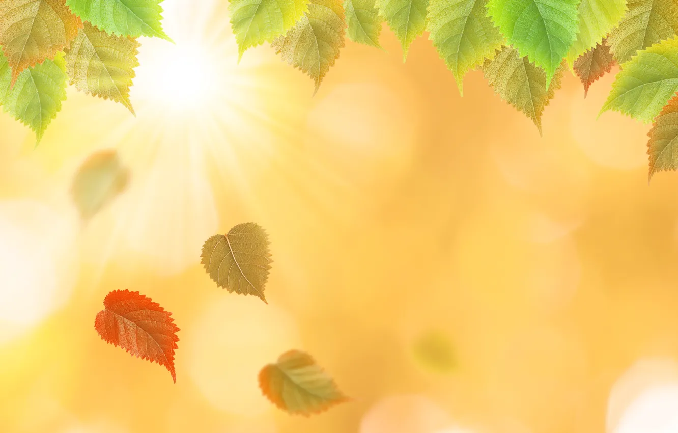 Фото обои осень, листья, желтые, colorful, yellow, autumn, leaves, осенние