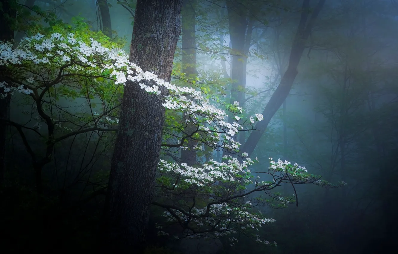 Фото обои лес, цветы, природа, весна, дымка